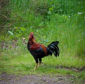 Saint-Jans-Cappel Other | Camping La sablière