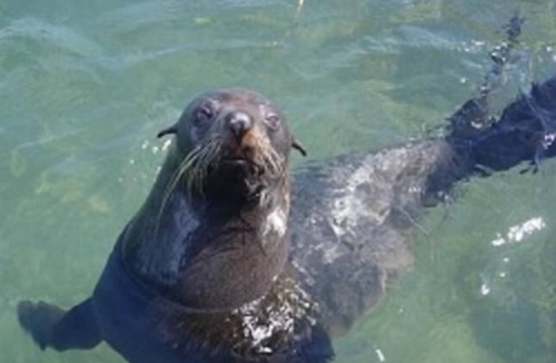 Cape Jervis House | Cape Jervis Boat House