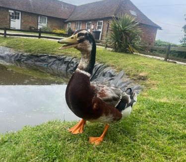 Denton House | Captains Cottage Dover