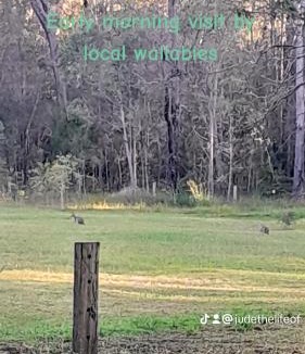 Cedar Party Other | Caravan Capers