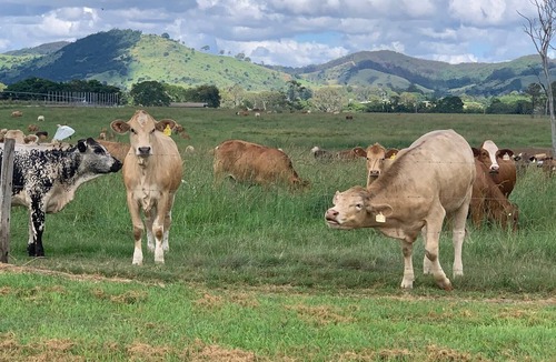 Kia Ora House | Caravan in Peaceful Park