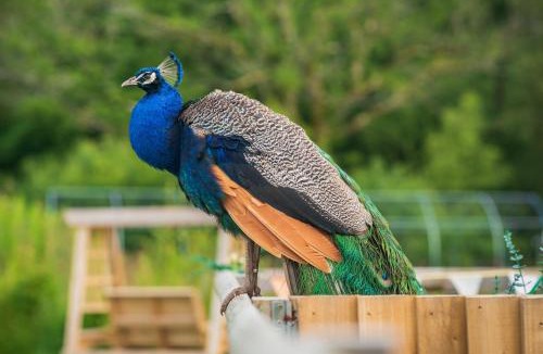 Nantgarw House | Carreg Llwyd