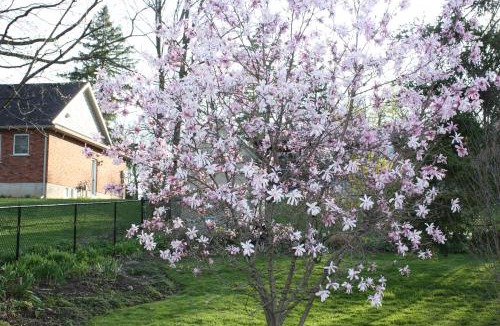 Cayuga Bed & Breakfast | Carrousel Bed & Breakfast