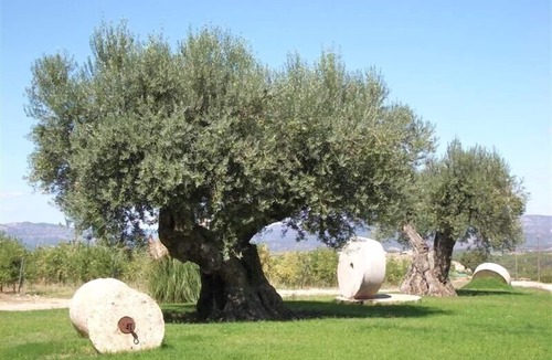 Tivissa Villa | Casa Alerny - Reformed Winery with Pool. Beautiful Vinyards. 7 BR, 7 BA.