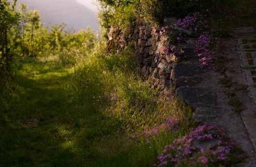 Cavagnago House | Casa Bubeck