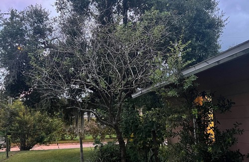 Wauchula House | Casa Linda
