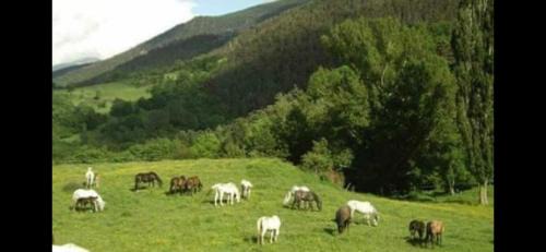 Toses House | Casa Rural Pirineu Nevà