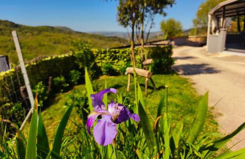 Pazin House | Casa Tone