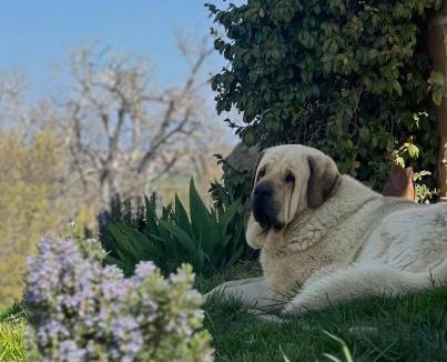 Albero Alto Bed & Breakfast | Castillo de Corvinos