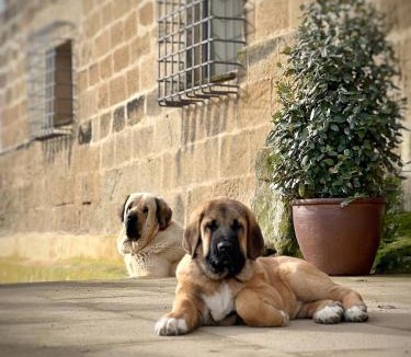 Albero Alto Bed & Breakfast | Castillo de Corvinos