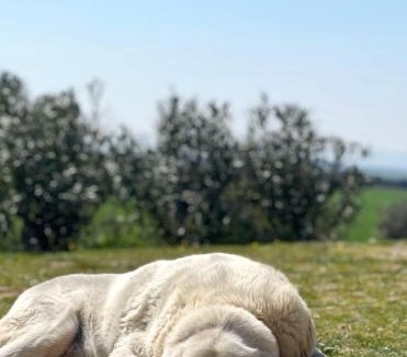 Albero Alto Bed & Breakfast | Castillo de Corvinos