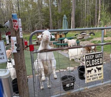 Thompson Ridge Ski Chalet | Catskills Aframe, Water View, Goat Sanctuary