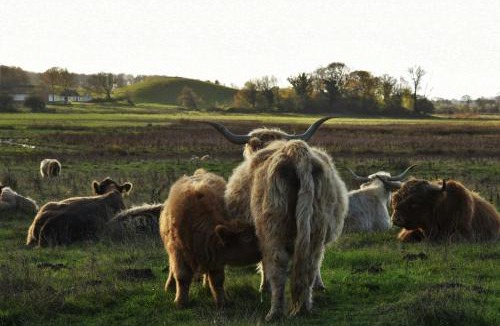 Rudkobing House | Cattle And Horses At Lundstedet At Skovsgaard