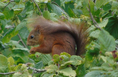 Wassy Cabin | Celestial hanging tent