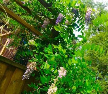 Mount Pleasant West House | Central Toronto