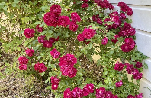 San Rafael House | Centrally located charming Victorian