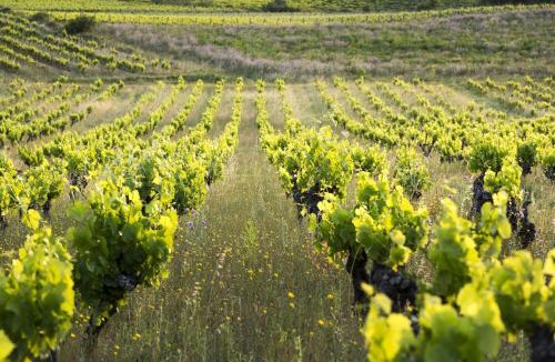 Autignac Bed & Breakfast | Château Autignac