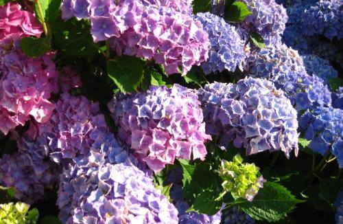 Cleuville Bed & Breakfast | Château de Cleuville