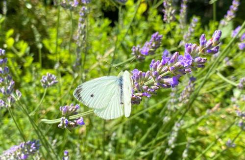 Sivry-Courtry Bed & Breakfast | Château de Courtry