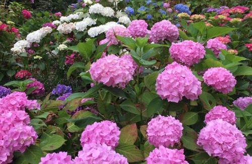 Sevignacq-Meyracq Bed & Breakfast | Château de Druon