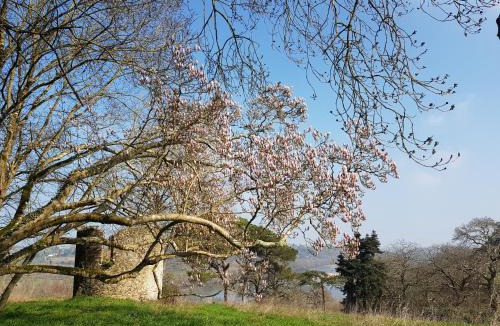 Champtoceaux Bed & Breakfast | château de La Colinière - vue sur parc