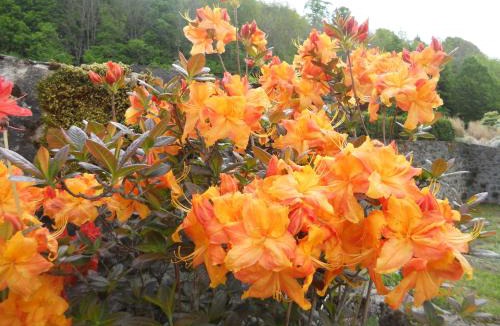 Aurillac Bed & Breakfast | Château de la Moissetie