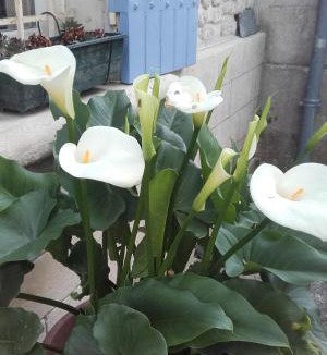 Allas-Bocage House | Chalet De La Laigne