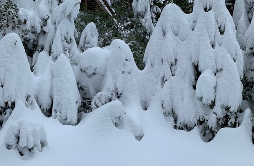 Fish Camp Cabin | Chalet in the Pines