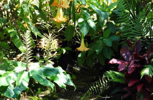 Volcano Cabin | Chalet Kilauea