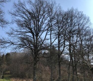 Moux-en-Morvan Ski Chalet | Chalet Sérénité