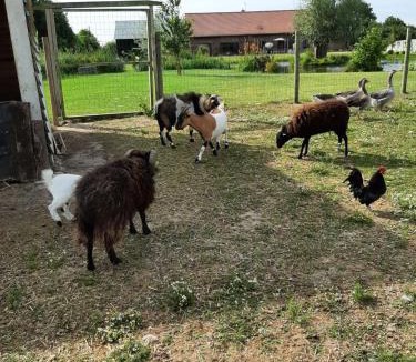 Fromelles Bed & Breakfast | chambre coin zen