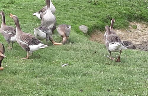 Fromelles Bed & Breakfast | chambre coin zen