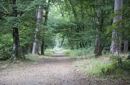Chailly-en-Biere House | Chambre cozy