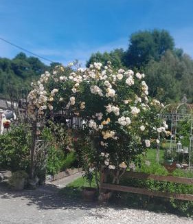Carmaux Bed & Breakfast | Chambre d'hôte Amitié et Jardin
