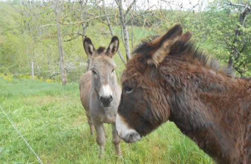 Saint-Izaire Bed & Breakfast | Chambre d'hôtes des Monts