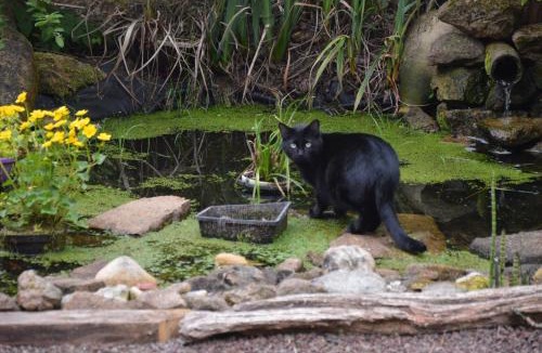 Landisacq Bed & Breakfast | Chambre dans le bocage normand
