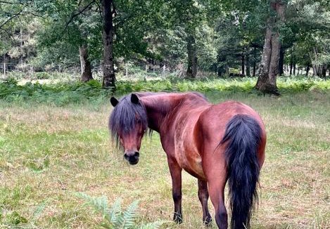 Chanteloup Bed & Breakfast | Chambre de la cime des pins