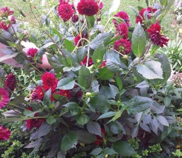 Camphin-en-Carembault House | Chambre discrète 2 à 3 pers