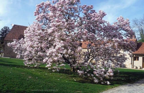 Hargeville House | Chambre Magnolia