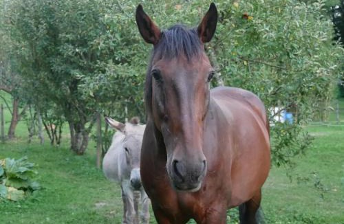 Argentieres Bed & Breakfast | Chambre privée chez l'habitant