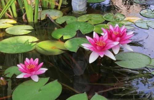 Pajay Bed & Breakfast | Chambre "Rose"