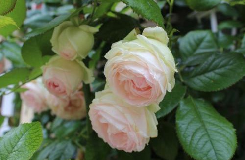 Ryes Bed & Breakfast | Chambres d'Hôtes La Gloriette