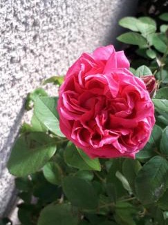 Charolles House | Chambres d'hôtes La Maison d'Après