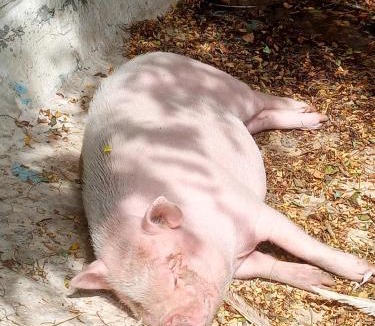 Cheille Bed & Breakfast | Chambres d'Hôtes La Turone