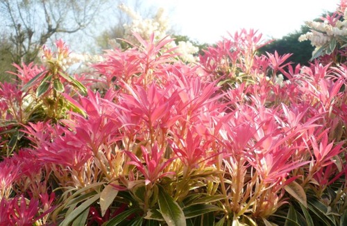 Le Tilleul Bed & Breakfast | Chambres d'hôtes Le Jardin D'Alice