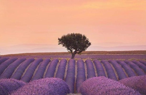 Sault House | Chambres entre Ventoux et luberon
