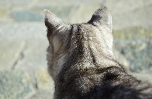 Boussenac Bed & Breakfast | chambres et table d'hôtes du Péré