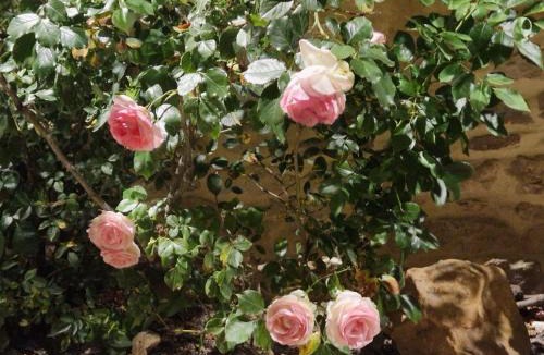 Praslin Bed & Breakfast | CHARM & FOLIe