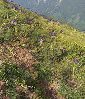 Urdos Ski Chalet | Charme authentique d'une cabane de montagne