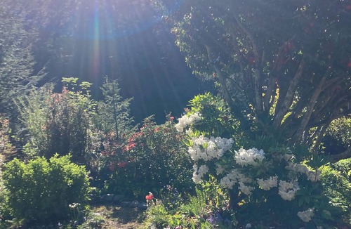 Waldport House | Charming 1-bedroom house surrounded by trees just outside tranquil Waldport
